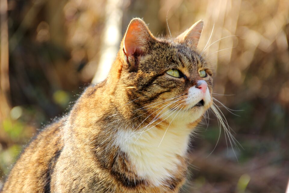Animal expression cat face