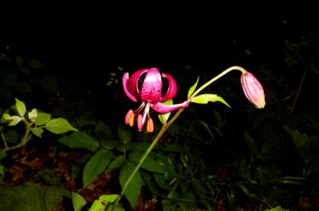 Lilium martagon photo