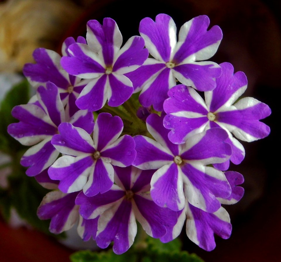 Verbena Lanai Purple Star