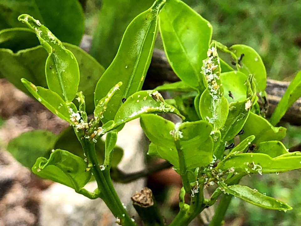 20200601-APHIS-PK-IYPH-0058