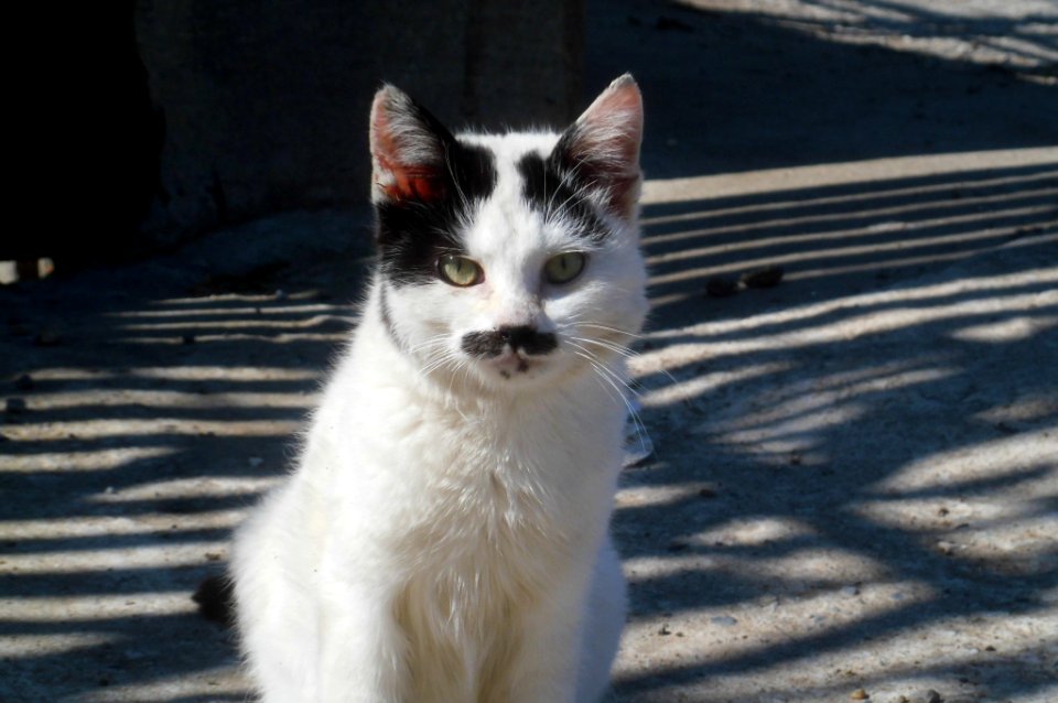 funny cat with mustache