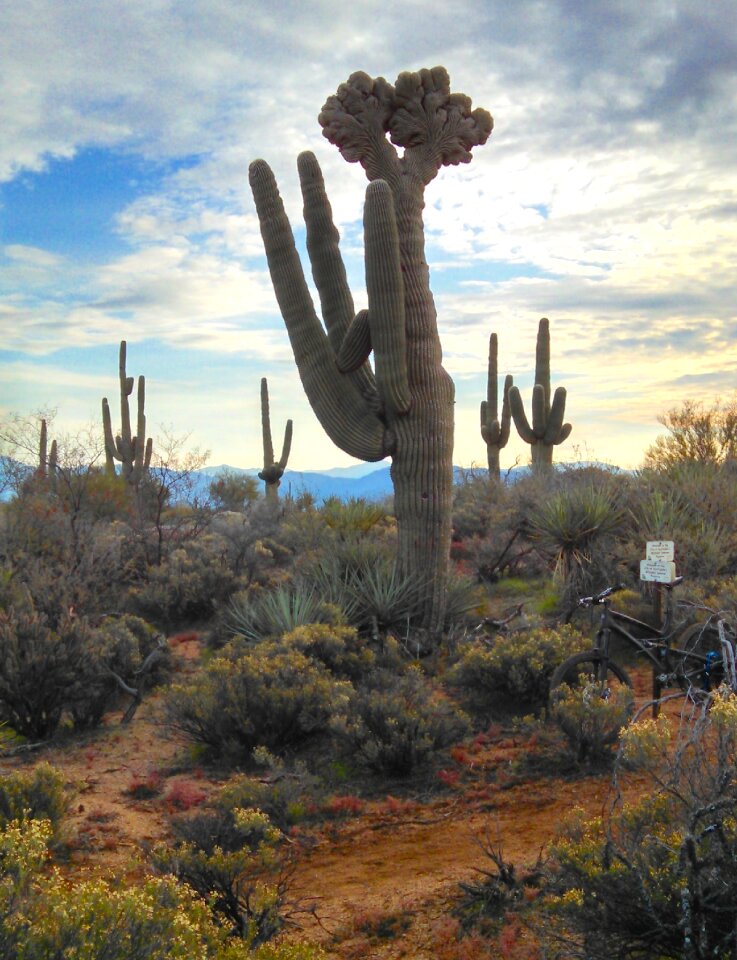 Desert plants nature