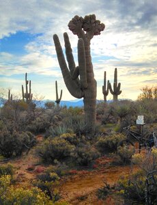 Desert plants nature