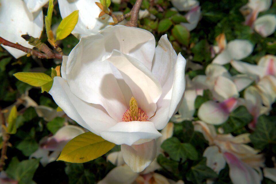 White white blossom spring