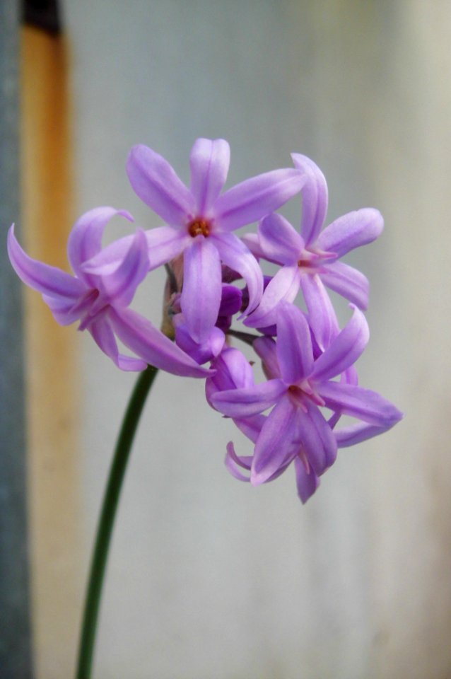 Tulbaghia violacea