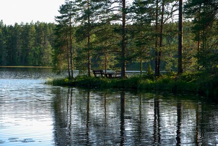 Lake fir reflection