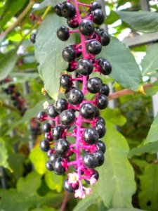 Phytolacca americana photo