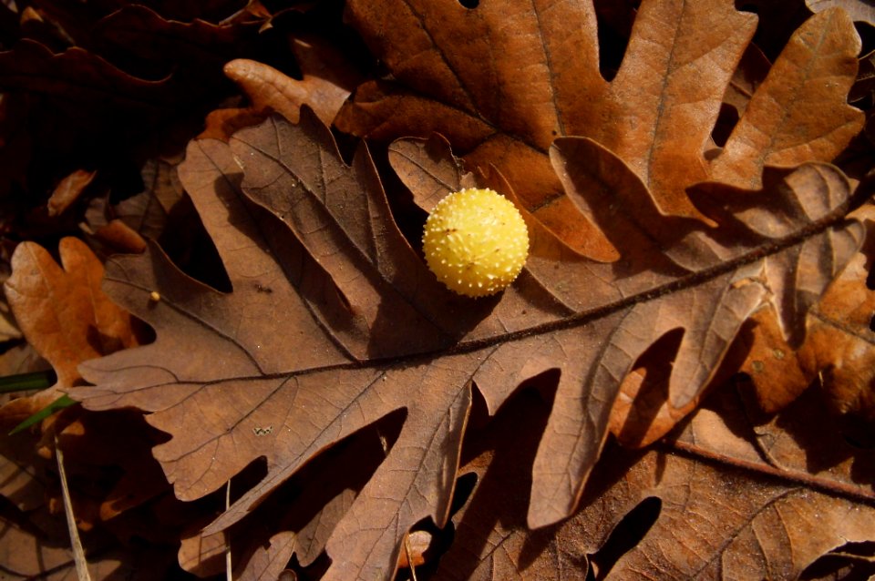 Cynips quercusfolii gall on oak leave