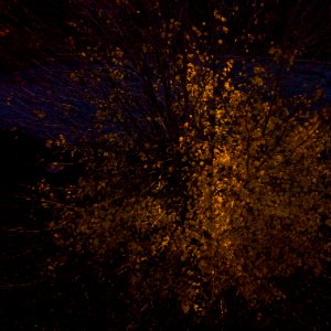20181103-OC-LSC-0028