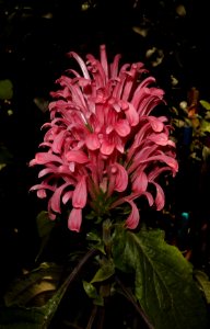 Justicia carnea
