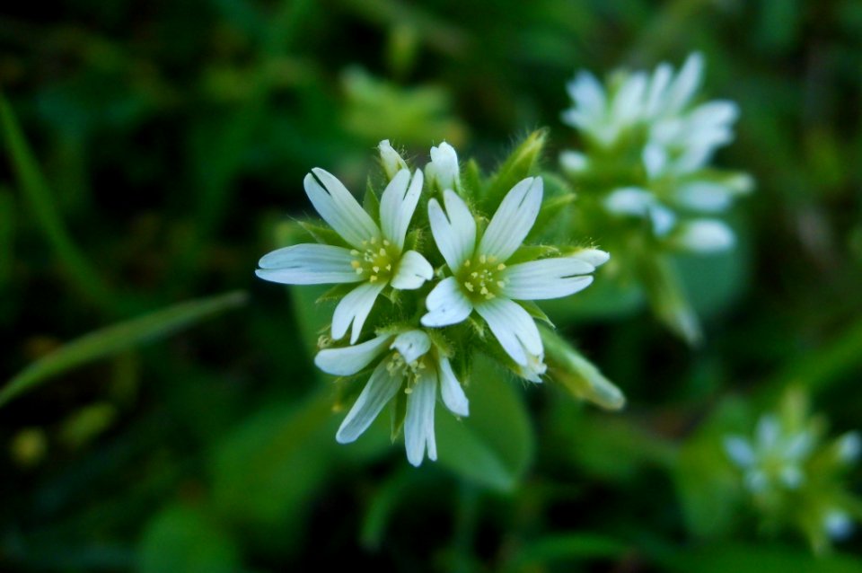 Cerastium glomeratum