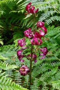 Lilium martagon photo