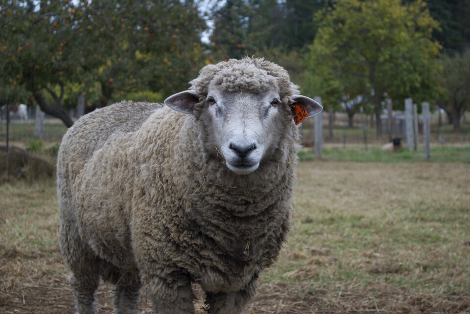 Farm agriculture mammal photo