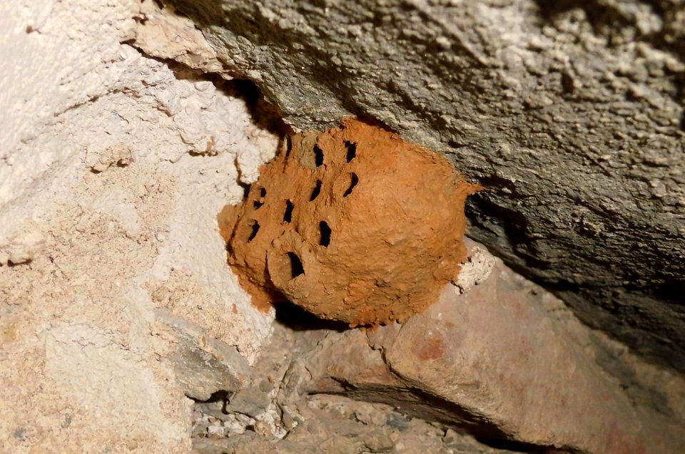 Sceliphron spirifex, wasp nest