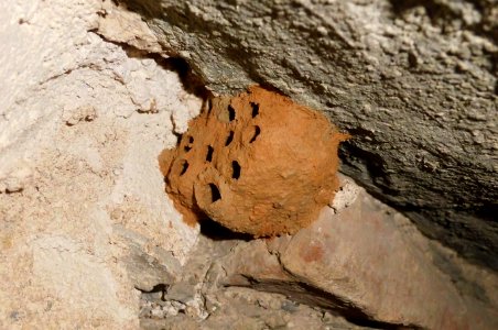Sceliphron spirifex, wasp nest