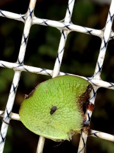 20190909-APHIS-BB-IYPH 0023
