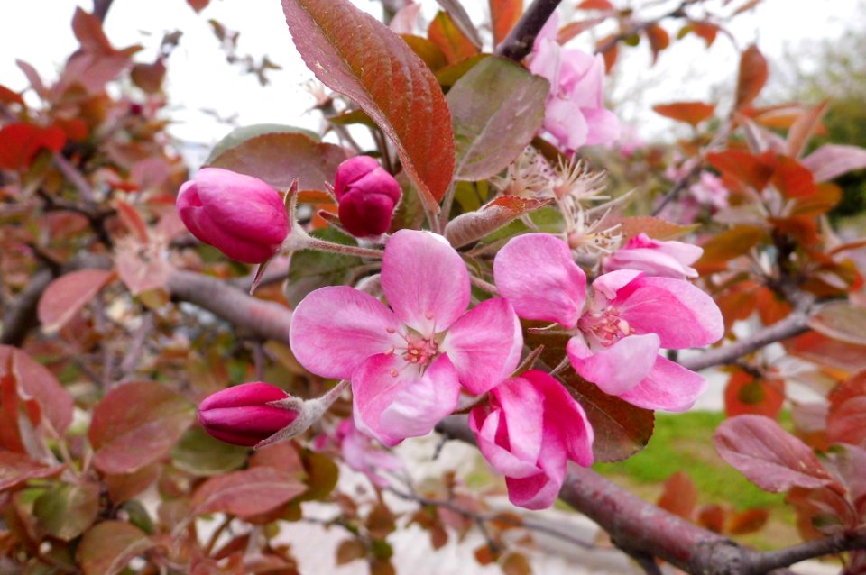apple tree ornamental cultivar