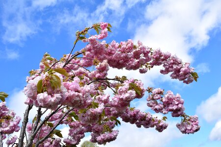 Clouds pink blossom photo