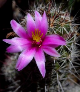 Mammillaria grahamii