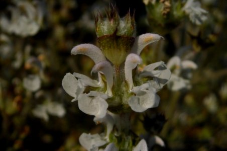 Salvia aethiopis photo