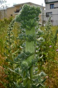 Fasciation on Echium italicum