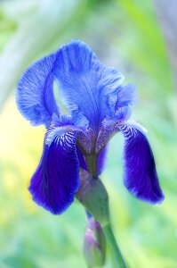 Iris plant blue photo