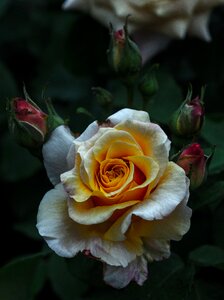 Floral flower bloom