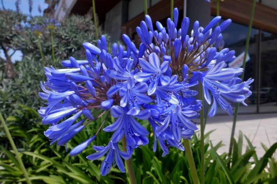 Agapanthus africanus