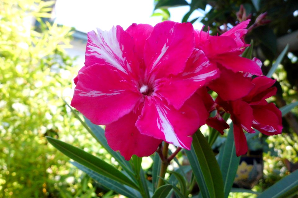 Nerium oleander, Πικροδάφνη