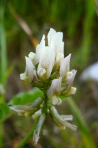 Astragalus photo