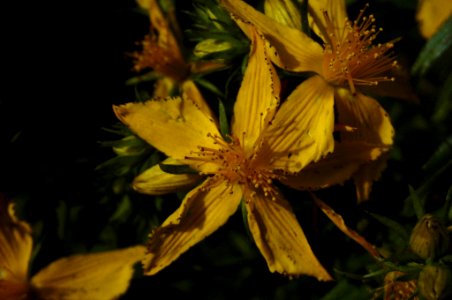 Hypericum perforatum