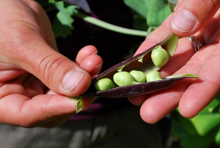 Organic vegetarian agriculture