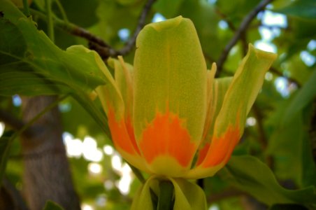 Liriodendron tulipifera