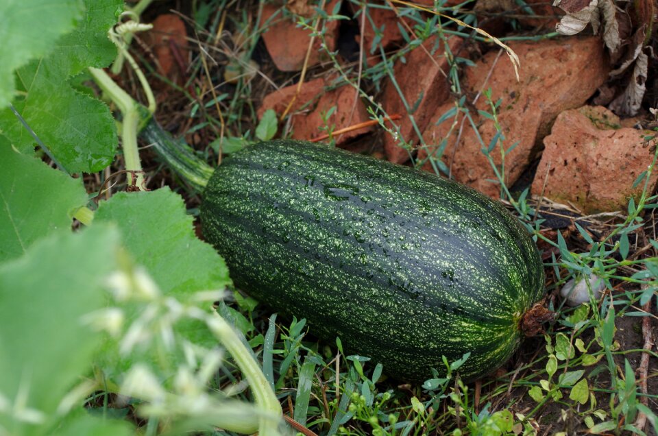 Pumpkin vegetables green