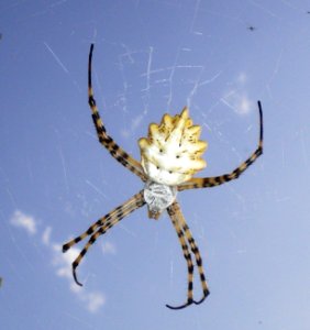 Argiope lobata