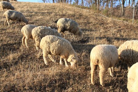 A flock of sheep daegwallyeong the flock