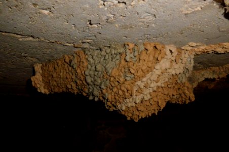 Cecropis daurica nest