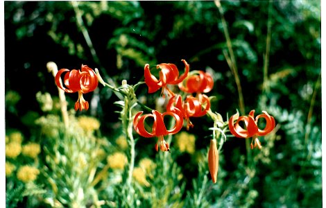 Lilium chalcedonicum photo