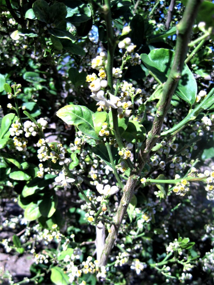20170223-APHIS-BB-IYPH 0010