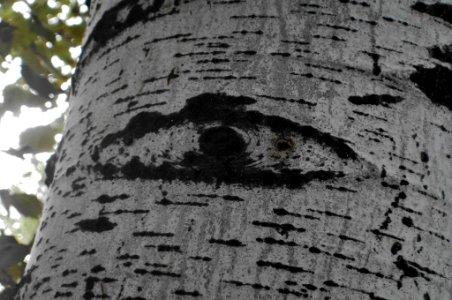 Populus alba