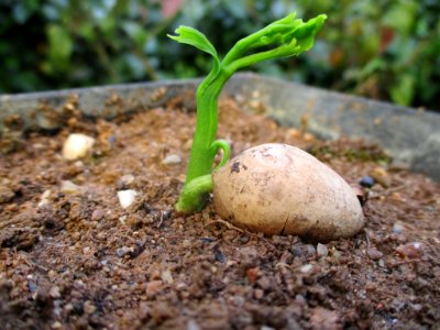 Ginkgo biloba Seedling