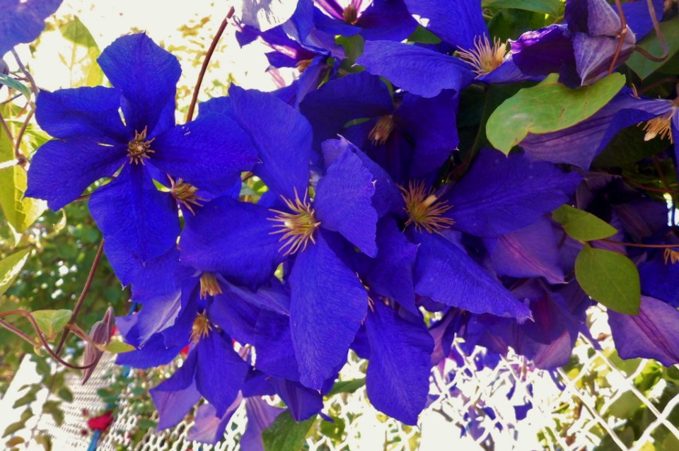 Clematis "President"