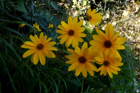 Helianthus tuberosus. photo