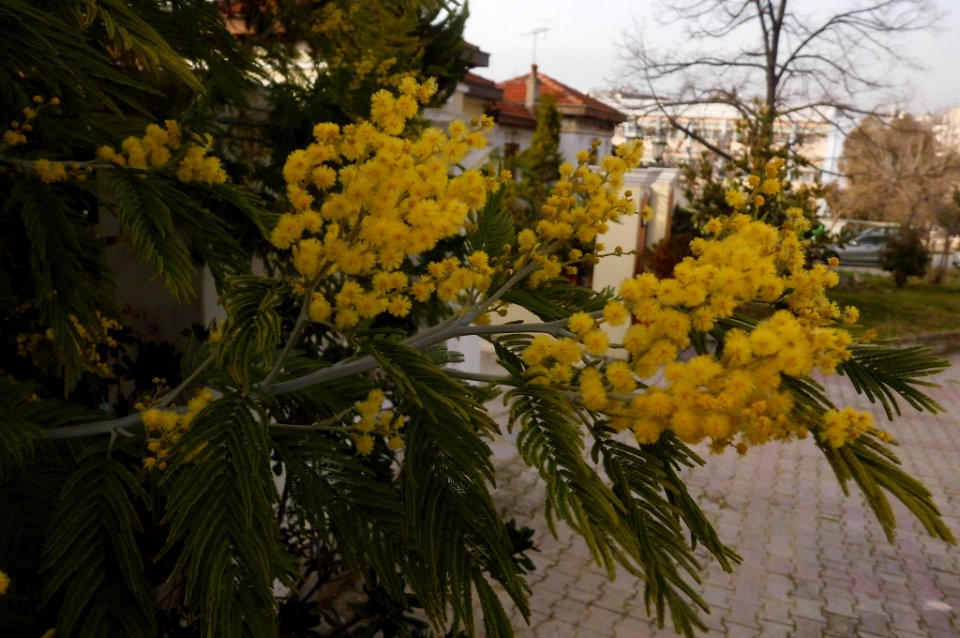 Acacia dealbata