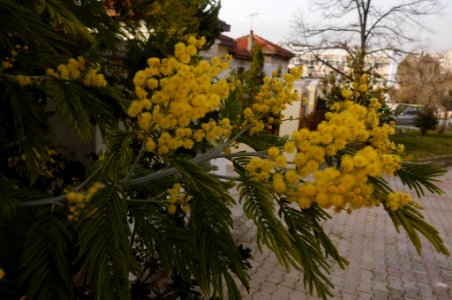 Acacia dealbata