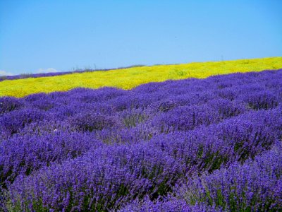 lavender and helichrysum cultures photo