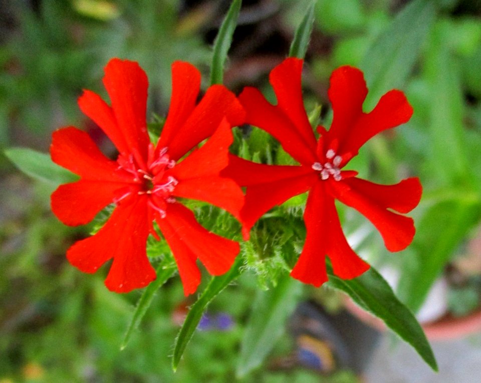 Lychnis chalcedonica