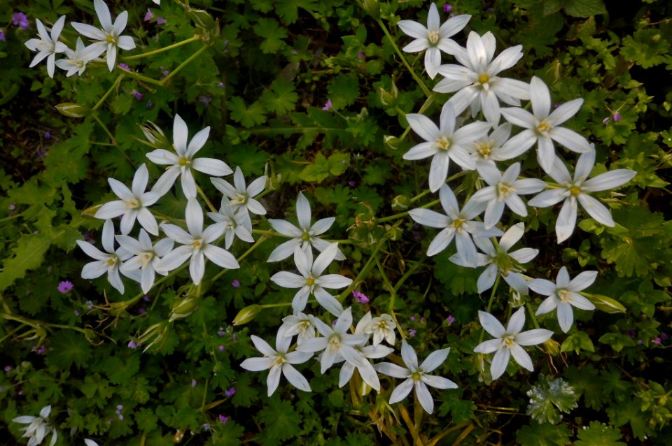 Ornithogalum umbellatum