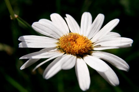 Nature spring flowers flowers