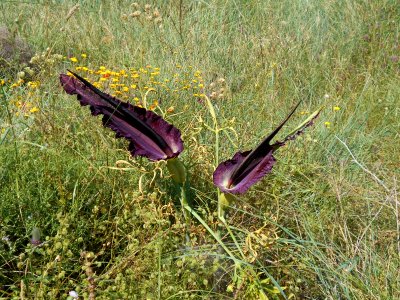 Dracunculus vulgaris